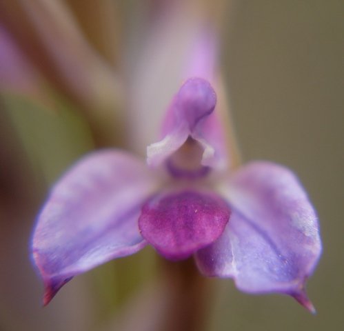 Disa stricta flower colours